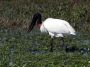 Day03 - 13 * Jabiru Stork